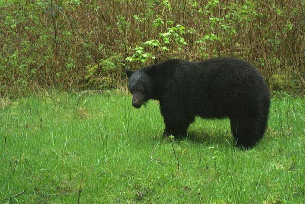 A remote wildlife camera caught this black bear eating grass in the Pacific Rim National Park Reserve. (Photo submitted by Parks Canada)